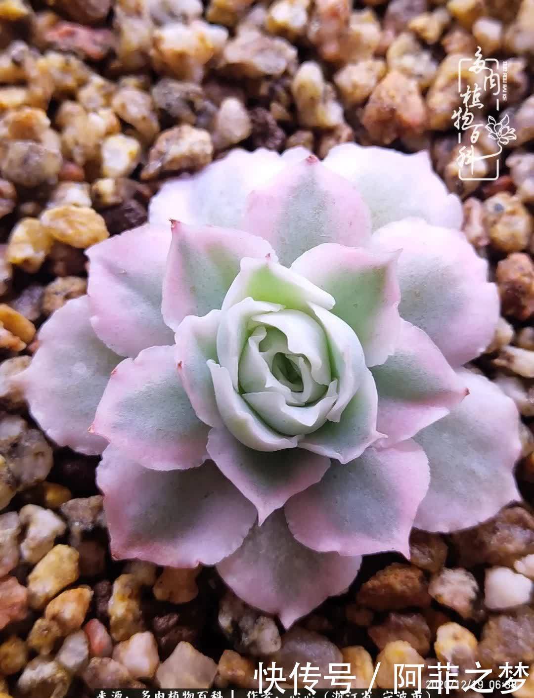 景天锦多肉的结缘之路