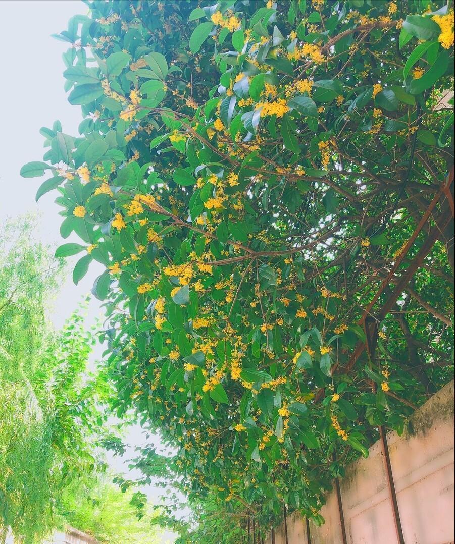 佛手|院子里适合种7种“镇宅树”,随便种一棵,“旺财添福”更旺家
