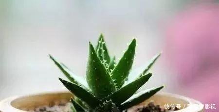 甲醛|家里养这12种“吸毒”绿植,净化空气,老人小孩少生病