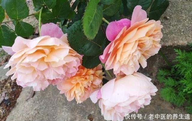 再冷也不怕的三种花卉,开出大朵大朵的花儿,香气阵阵!