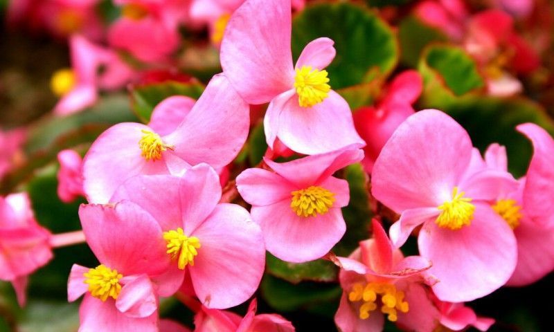 养花,3种过期食品可使花卉枝繁叶茂