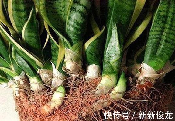 小芽|高手养虎皮兰土壤中加点“它”,一周冒出8个芽,呼呼长“爆盆”