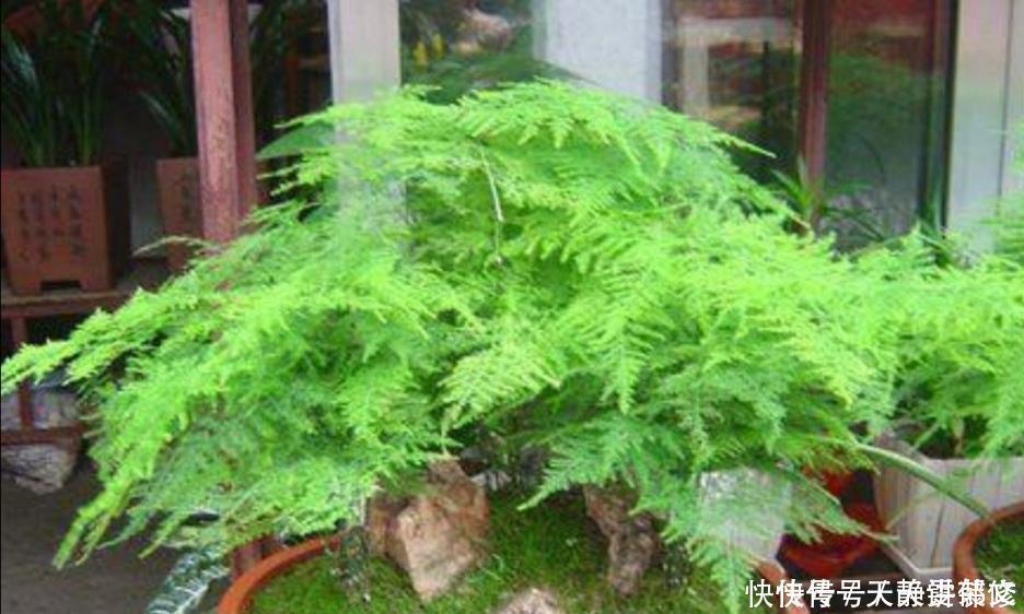 文竹盆景，怎样防止枝叶徒长保持株型低矮，姿态优美