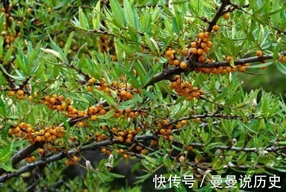 泡水|咳嗽久咳不愈,莫慌!不妨试试用此果泡水,止咳化痰,早知早受益