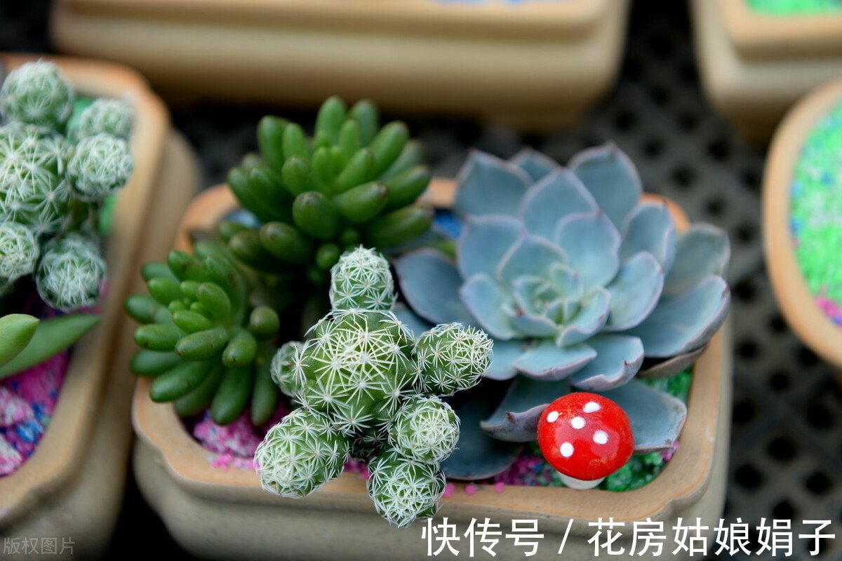 盆栽|秋天刚到,蔫了一夏天的多肉开始徒长,三个办法让多肉更美观