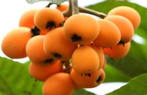 通便|秋天常见的食物，平时多吃些，排毒通便，护肤养颜，好吃又营养