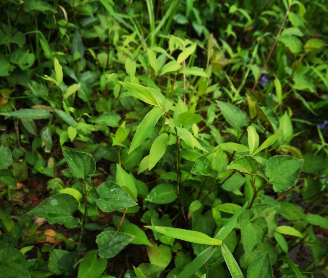 客家人无私分享出来的3种凉茶配方，清热祛湿解暑，味道甘中带苦