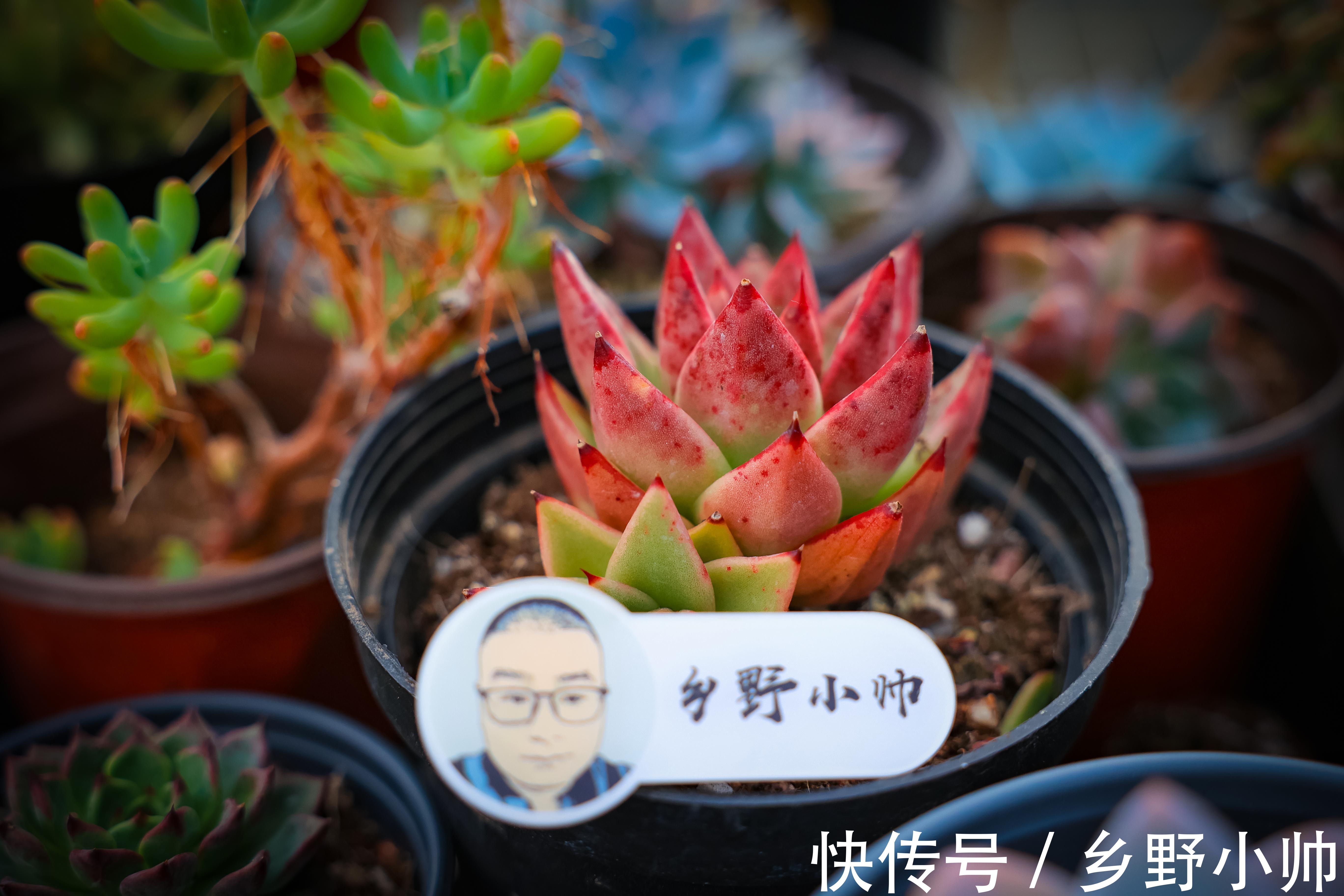 秋天|秋天来了，养肉方式要改变。这三件事不要急，否则多肉不生长