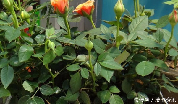 家庭种植月季的不少,真正养好的不多,教你正确追肥方法,更健壮