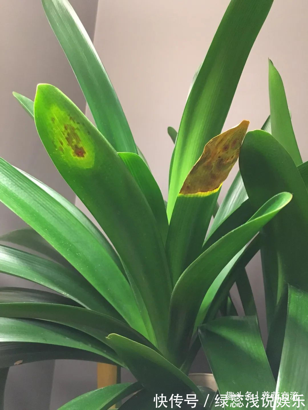 为啥很多朋友在家里养不好君子兰,有可能一开始就买错了