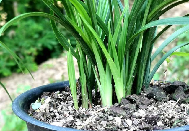 兰苗|如何让僵苗快速成长?倒盆换植料,半个月见成效