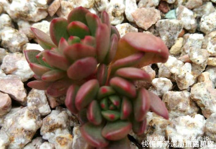 只要给机会就有可能逆袭——记多肉红宝石从叶片到老桩的成长过程