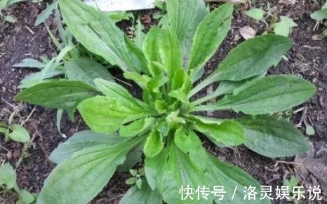 车前草|农村一种野草,长在路边不起眼,其实比猪肉贵,城里超市20一斤