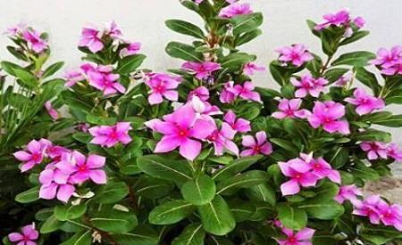 三角梅|养花就养这四款,花色五彩缤纷,好养易爆盆,放在家中美不胜收