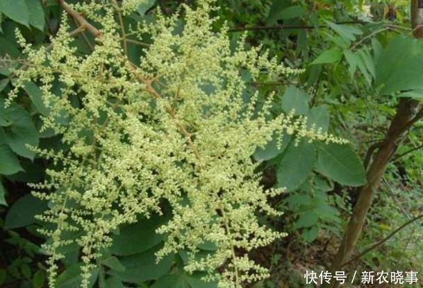 喜欢|这些农村孩子最喜欢的零食,没吃过的就不能说自己是农村娃