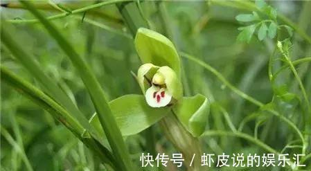 怎样养殖好寒兰