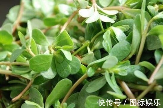 胆固醇|俗话说“吃得马齿苋,到老无病患”,老中医2类人要少吃