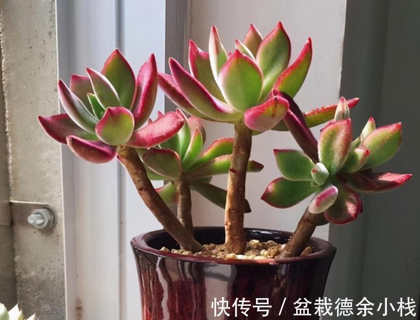 叶子|爱“脸红”的4款多肉,随便养养,晒晒太阳就红叶,美极了