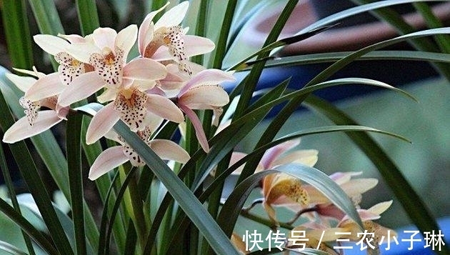 真菌|兰花病害防治: 兰花叶子发黑的三大原因以及处理方法