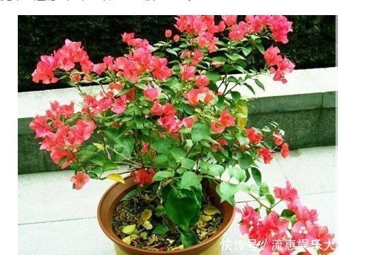 养花就要养这“3种”,不仅花量大花期还长,比绿萝还好养!