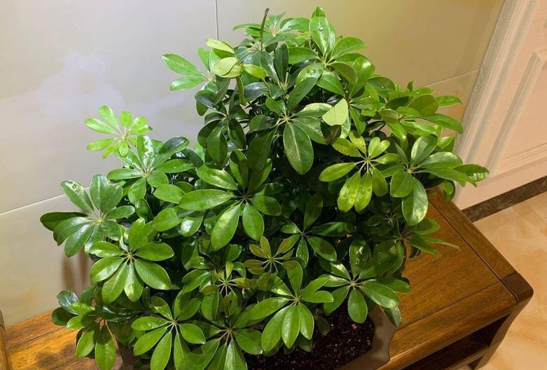 鸭脚木|夏季养鸭脚木，除了打理好基础外，还需多注意2点