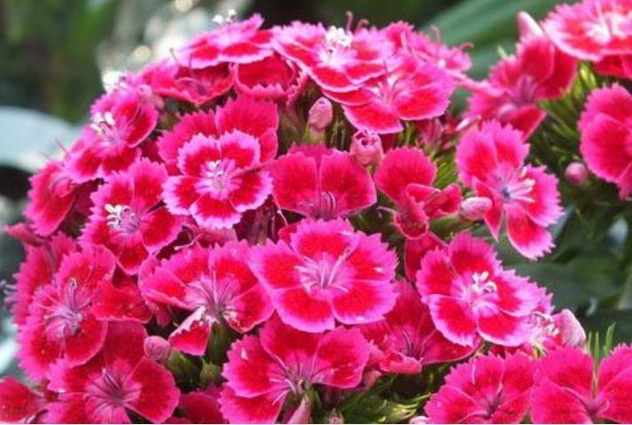 最受欢迎的4种花,夏天开花很漂亮,花量大不操心,越养越喜欢