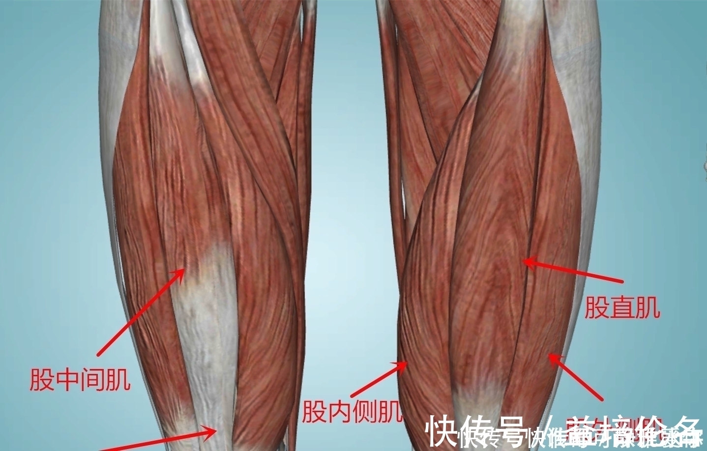 骨盆|只用板凳就能健身，用这5个动作锻炼下肢，每一个都是增肌神器