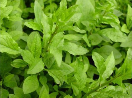 养肝护肝|农村到处都是宝,3种野菜,田边疯长,可以养肝护肝,提高免疫力