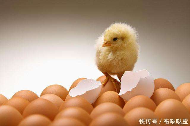 揭晓|困扰我们多年的问题,先有鸡还是先有蛋?谜题揭晓