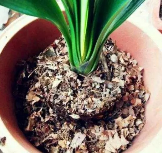 君子兰总烂根、烂心,盆里丢下“这2物”,根系爆盆,开花红艳艳