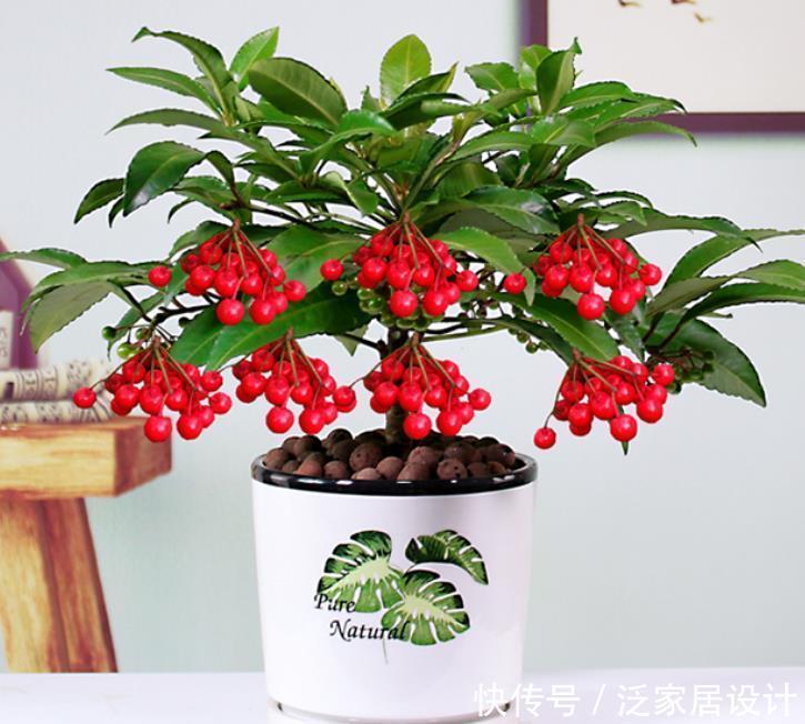 若是去野外，请留意“结红果”植物，挖回家制成盆景很高档