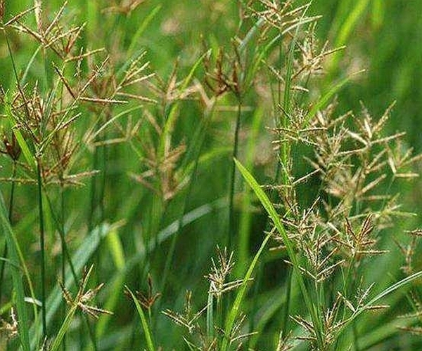 莎草科|别再当杂草了!它叫香附子,是田间珍贵野生草药,早知早受益