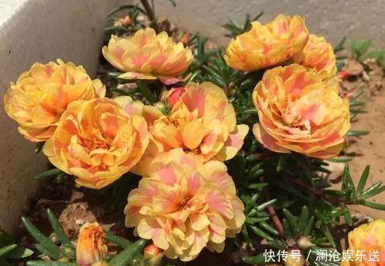 夏季养花，首选这些不怕晒，不怕旱的花卉，养着省心、看着养眼