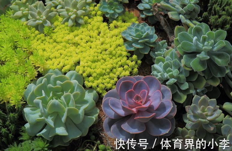 如何让多肉颜色更丰富，做好5点就能让多肉变得更美