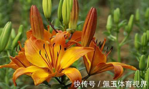 此花是中国的母亲花,是母爱的象征,也是忘记痛苦的回忆