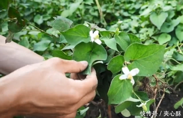 挑战|发现一种好吃的野草，但是却有一股难闻的味道，要挑战一下吗？