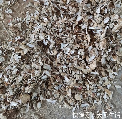 腐叶土|营养土不用花钱买，自己制作的“营养土”，养啥花都旺
