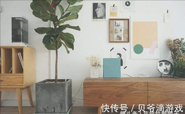 喜欢养花也不要忽视绿植的作用，室内选择这4种绿植养，美观大气