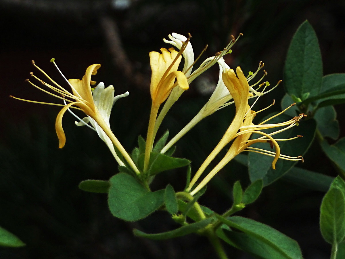 此花犹如风韵十足的少女,具有非凡的药用价值,寓意永恒不变的爱