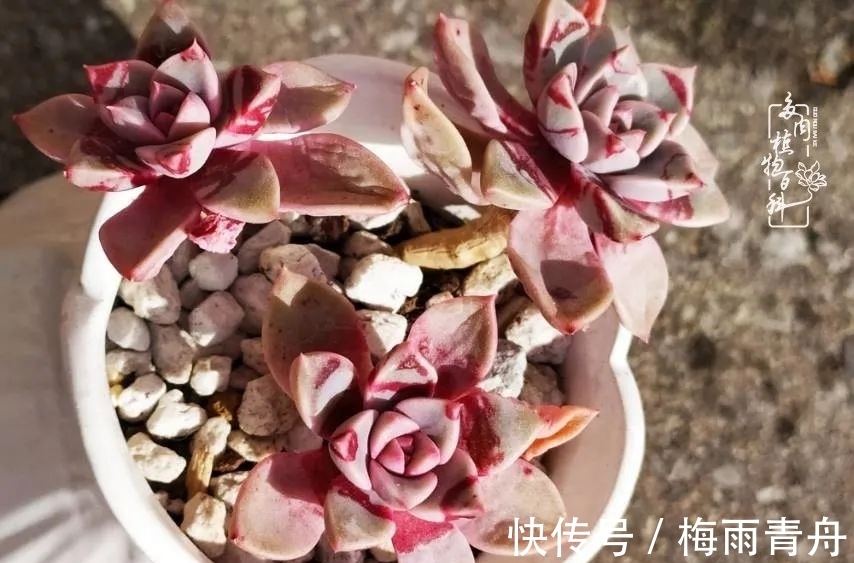 爱上多肉:何须浅碧轻红,自是花中一流!