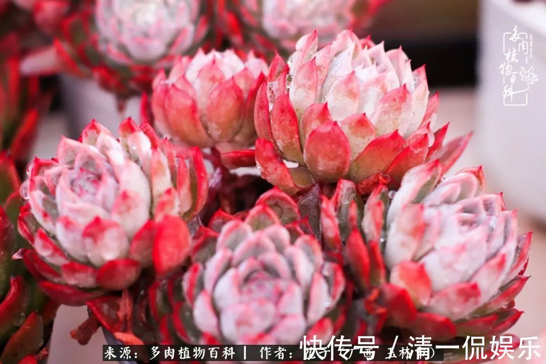 为了爱情|为了爱情来到陌生城市,偶遇多肉,地老天荒的爱恋!