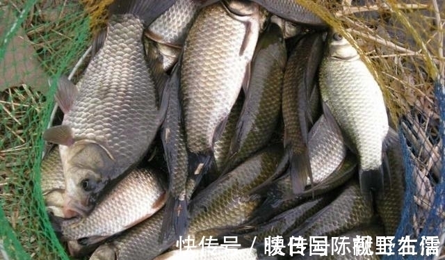 野钓|野钓鲫鱼，别人连杆不断你却不上鱼，有可能是这三个原因导致的