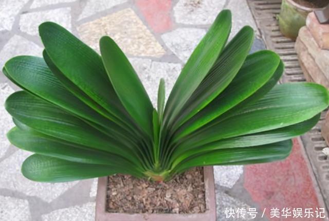 花盆|养君子兰有“六怕”，你知道吗？新手一定要避开