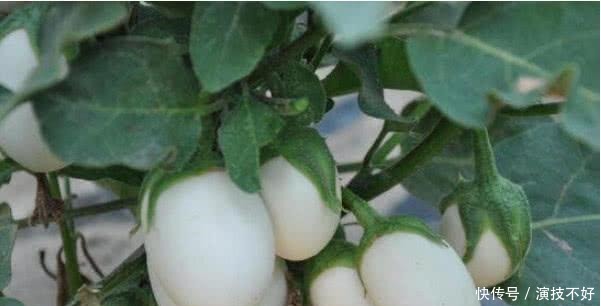 养花不如种“鸡蛋”,好看又营养,3天采摘1次,够全家吃!