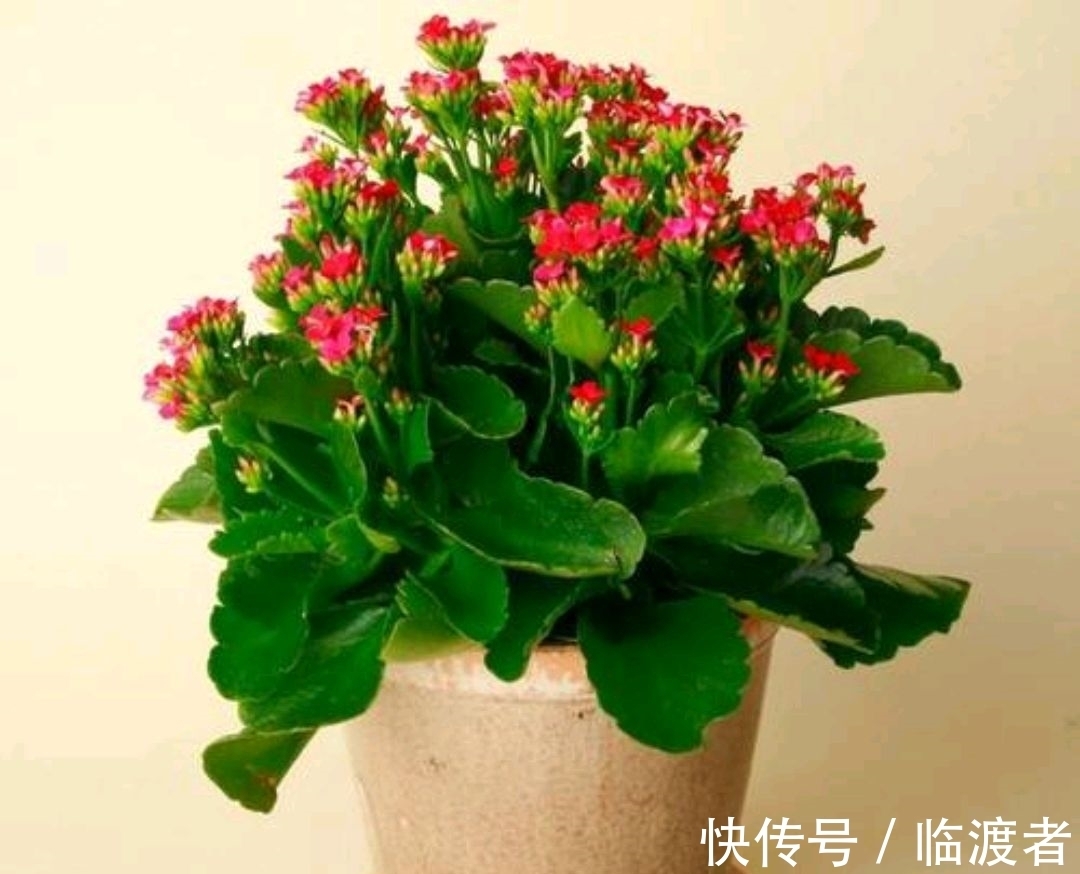 九月底,赶紧这样管理长寿花,否则今年可能不开花