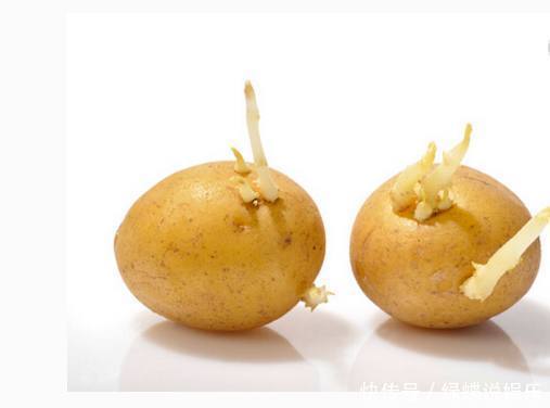 土豆发芽千万别扔!用处太大,99人都不知道,现在知道还不晚