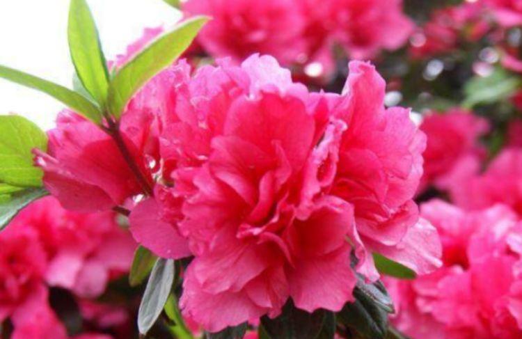 郁金香|超仙的4种花,漂亮似牡丹,四季开花不断,养殖容易,你值得拥有