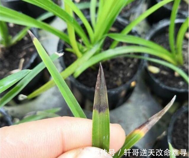 兰花叶片焦尖,剪了还往下焦,5个方面下手来解决!