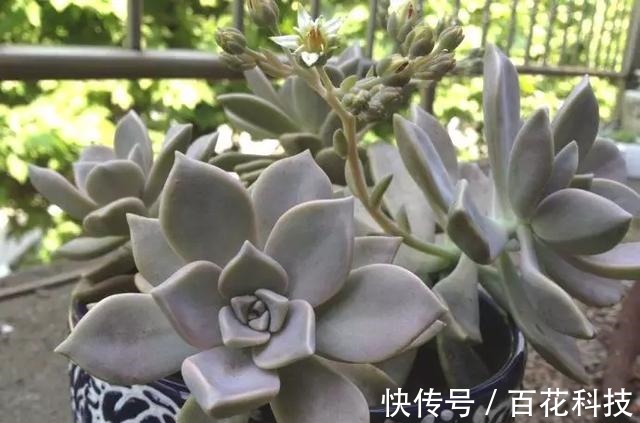 要点|60种多肉图鉴及养护要点,1分钟学会,超全超实用!