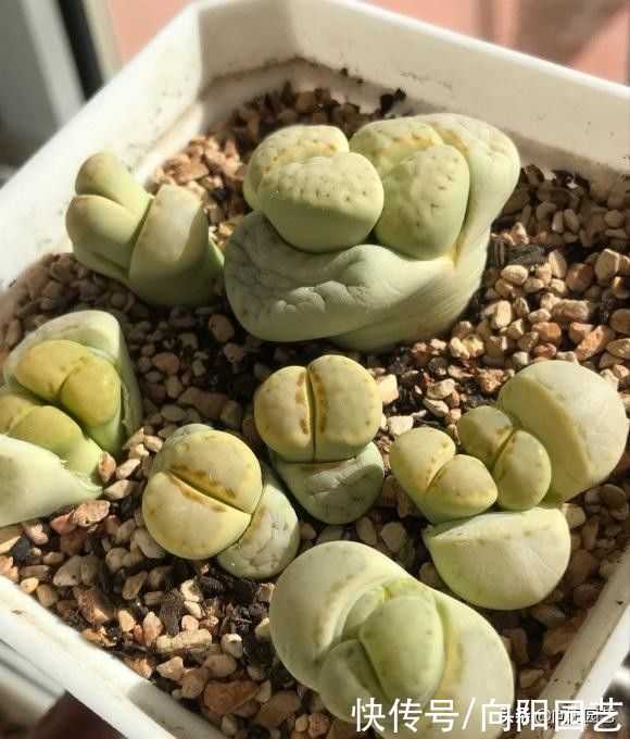 因素|番杏科多肉,养好它们,重点在配土,日照!2个因素缺一不可